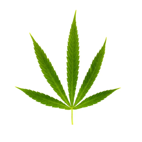 Beyaz üzerine yeşil yaprak marihuana. Bitki nesnesi — Stok fotoğraf