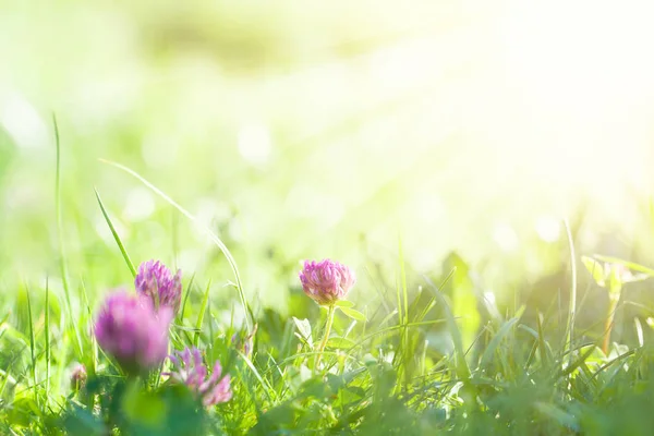 Sanat Baharı Doğal Yeşil Arkaplan, Yonca Çiçekleri — Stok fotoğraf