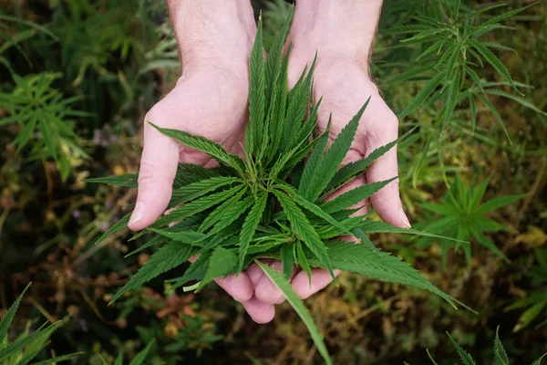 Зеленые листья марихуаны в руках. Пристрастие к марихуане — стоковое фото