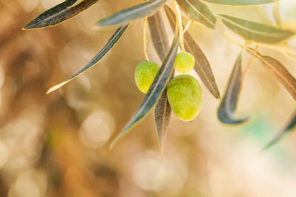 Aceitunas con hojas en olivo. Temporada naturaleza imagen — Foto de Stock