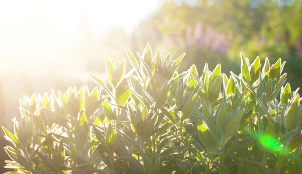 Травяные цветы на рассвете, растения утром с солнечным светом — стоковое фото