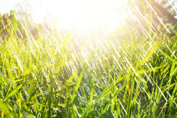 Herbe verte avec pluie et goutte d'eau et fusées éclairantes . — Photo