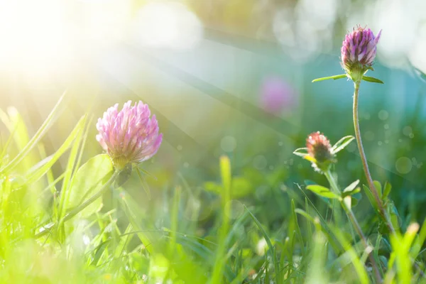 Arte Primavera Verde Natural Fondo con sol, Flores de Trébol — Foto de Stock