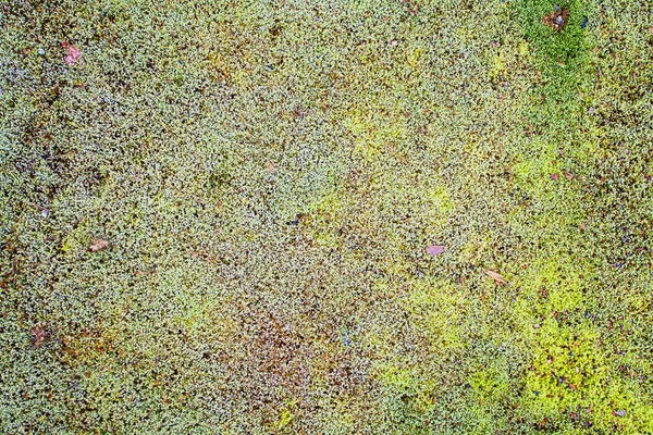 Moss zielony tło tekstury. Zielony mech na grunge tekstury — Zdjęcie stockowe