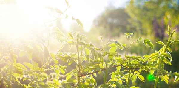 Feuilles vertes au lever du soleil, plante rose le matin avec la lumière du soleil — Photo