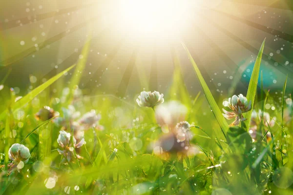 Kunst Frühling natürlichen grünen Hintergrund, Kleeblumen — Stockfoto