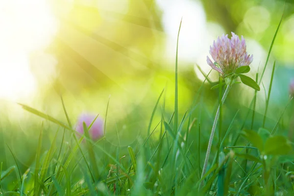 Kunst voorjaar natuurlijke groene achtergrond met bokeh, Klaver bloemen — Stockfoto