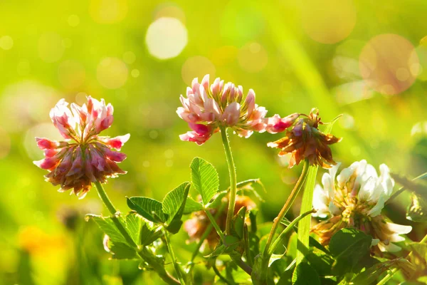 Sanat Baharı Doğal Yeşil Arkaplan, Yonca Çiçekleri Bokeh — Stok fotoğraf