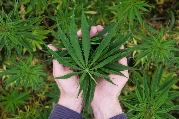Groene bladeren van marihuana in handen. Marihuanaverslaving — Stockfoto