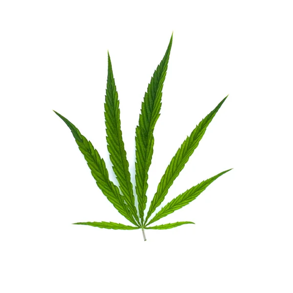 Marihuana feuille verte sur blanc. Objet d'herbe — Photo