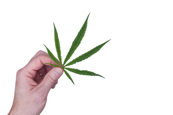 Marijuana leaves in hand. On white background — Stok fotoğraf