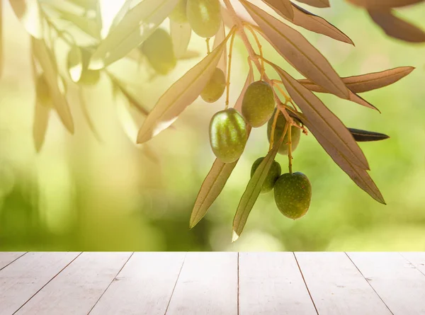 Aceitunas con hojas en olivo. Temporada naturaleza imagen —  Fotos de Stock