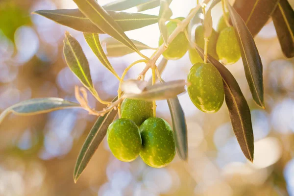 Oliwki z liśćmi na drzewie oliwnym. Sezon charakter obrazu — Zdjęcie stockowe
