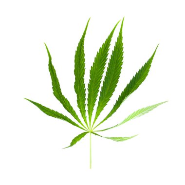 Beyaz üzerine yeşil yaprak marihuana. Bitki nesnesi izole edildi