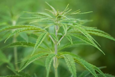 Marihuana tarlası. Marihuana yaprakları, yeşil arka planda esrar