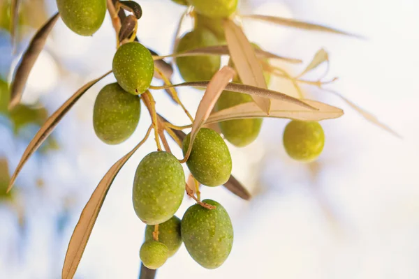 Aceitunas con hojas en olivo. Temporada naturaleza imagen — Foto de Stock