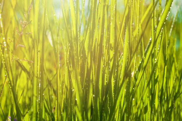 Hierba verde con fondo bokeh verde después de la lluvia — Foto de Stock