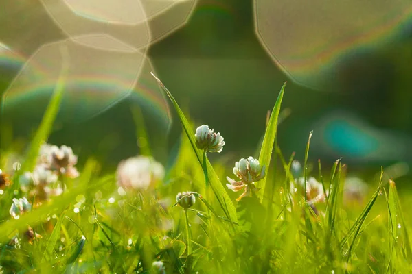 Kunst voorjaar natuurlijke groene achtergrond, Klaver bloemen na regen — Stockfoto