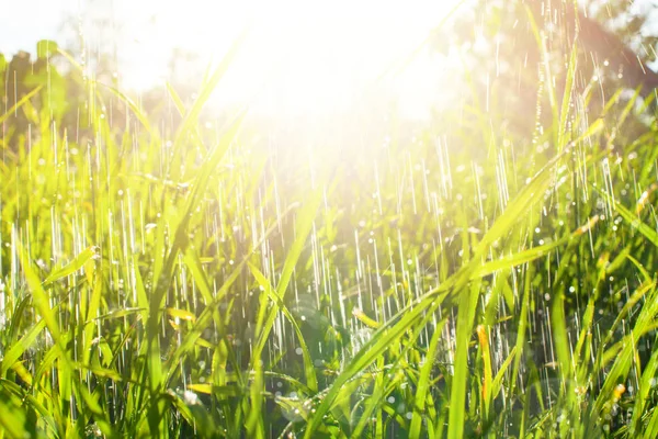 Herbe verte avec pluie et goutte d'eau et fusées éclairantes . — Photo