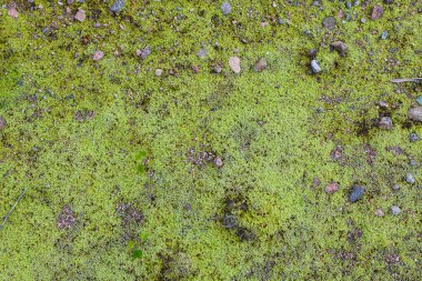 Yosun yeşili doku arka planı. Grunge dokusunda yeşil yosun, arkaplan