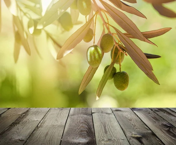 Olives with leaves on olive tree. Season nature image