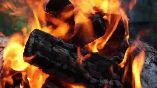 Brandende Bossen Kolen Van Een Abstracte Achtergrond — Stockvideo