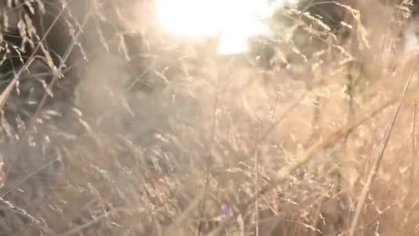 Χόρτο Αέρα Ηλιοβασίλεμα Άγρια Grass Επιρροή Από Τον Άνεμο Ενάντια — Αρχείο Βίντεο