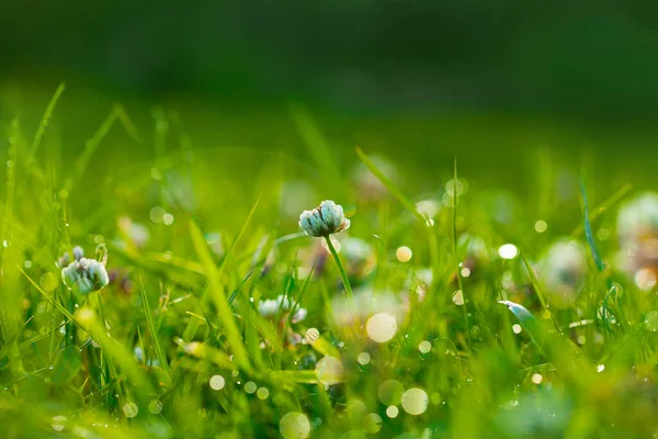 Arte Primavera Natural Verde Fundo Trevo Flores Com Bokeh Cirlce — Fotografia de Stock