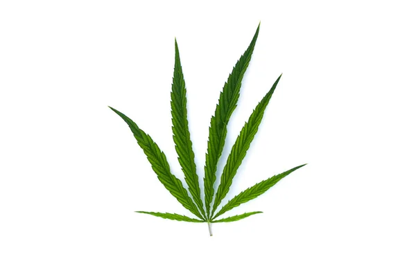 Beyaz Üzerine Yeşil Yaprak Marihuana Bitki Nesnesi — Stok fotoğraf