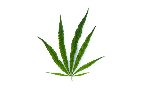 Marihuana Feuille Verte Sur Blanc Objet Herbe — Photo