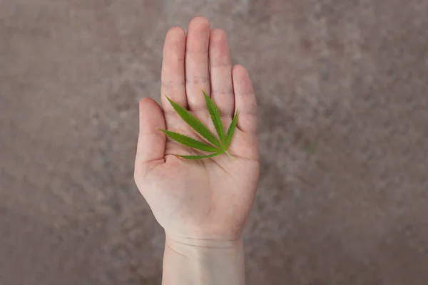 Main Femme Donne Prend Les Feuilles Chanvre Vert — Photo