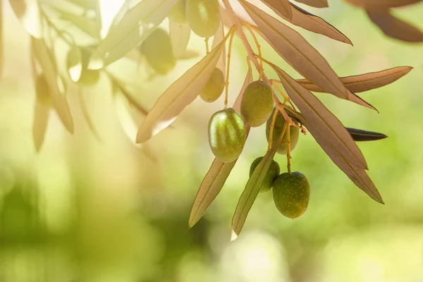 Oliwki Liśćmi Drzewie Oliwnym Sezon Charakter Obrazu — Zdjęcie stockowe
