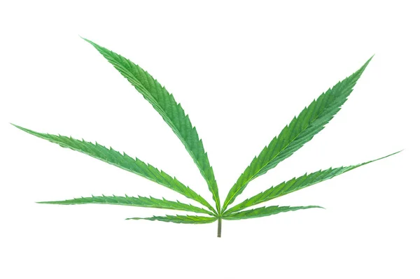 Zole Edilmiş Beyaz Üzerinde Yeşil Yaprak Marihuana Bitki Nesnesi — Stok fotoğraf