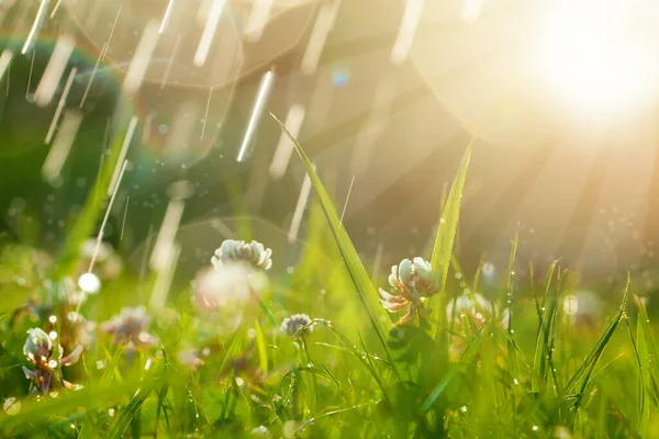 Fond Magique Avec Trèfle Gouttes Pluie Beau Paysage Été — Photo