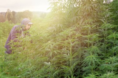 Adam gün batımında marihuana tarlasını işliyor..