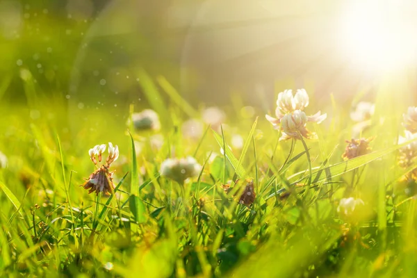 Kunst Frühling Natürlichen Grünen Hintergrund Kleeblumen Nach Regen — Stockfoto