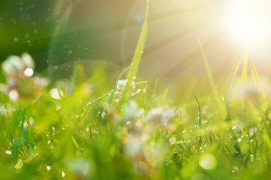 Art Spring Doğal Yeşil Arkaplan, Clover Çiçekleri Bokeh çemberi ve güneş ışığı. Yağmurdan sonra alan 