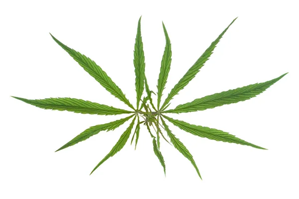 Marihuana Feuille Verte Sur Blanc Objet Herbe — Photo