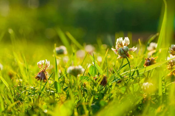 Sanat Baharı Doğal Yeşil Arkaplan Yonca Çiçekleri Yağmurdan Sonra — Stok fotoğraf