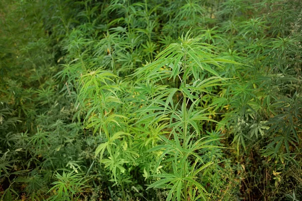 Wiet Planten Groeien Buiten Met Marihuana Knoppen — Stockfoto