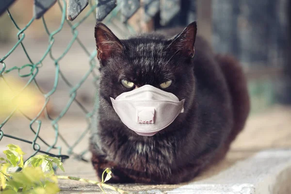 Fekete Macska Ban Orvosi Arc Maszk Szabadban — Stock Fotó