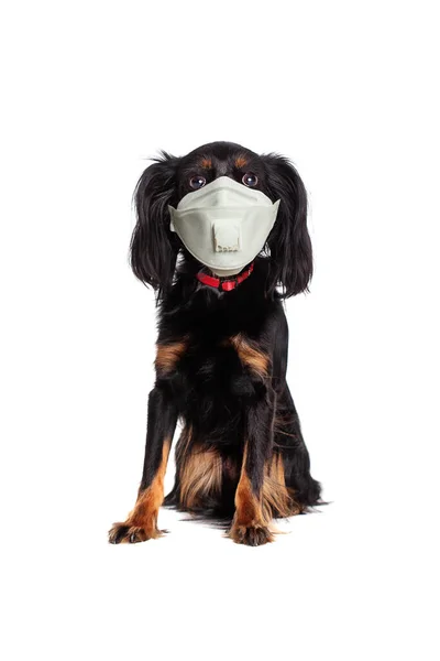 Tıbbi Maskeli Küçük Bir Köpek Beyazı Izole Etti — Stok fotoğraf