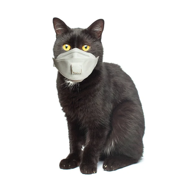 Gato Negro Mascarilla Médica Aislado Blanco — Foto de Stock