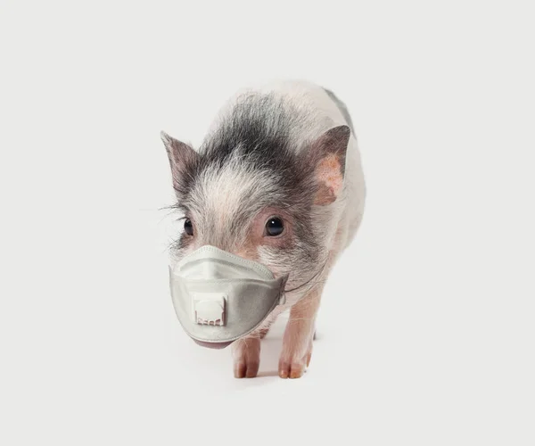 Mini Cerdo Divertido Mascarilla Médica Sobre Fondo Blanco — Foto de Stock