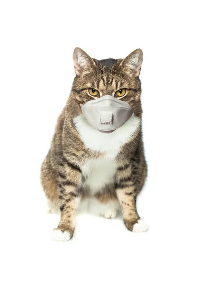 Gato Tabby Mascarilla Médica Sobre Fondo Blanco — Foto de Stock