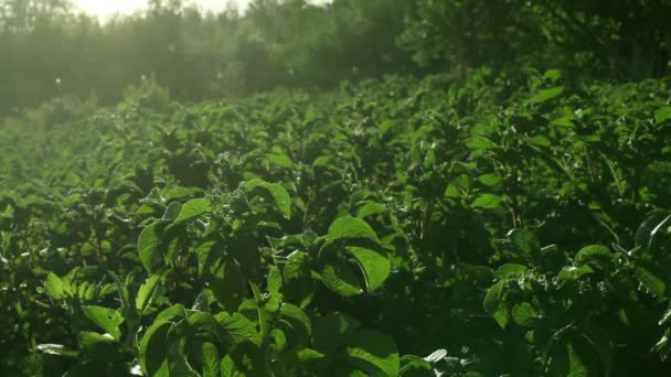 Zelené Brambory Přirozené Světlo Pozadí Tekoucí Vody Krajina — Stock video