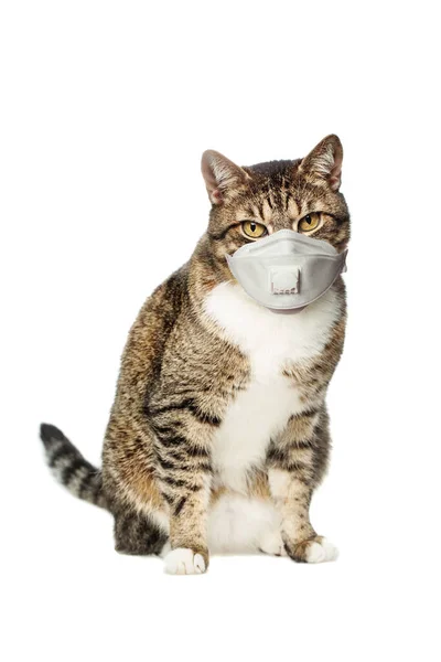 Haustier Katze Schutzmaske Auf Weißem Hintergrund — Stockfoto