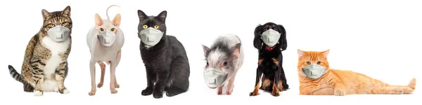 Husdjur Skyddsmask Isolerade Vitt — Stockfoto