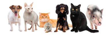 Kedi, köpek, domuz, köpek, domuz, fare beyaz arka planda