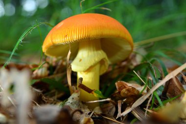 Amanita caesarea mantar